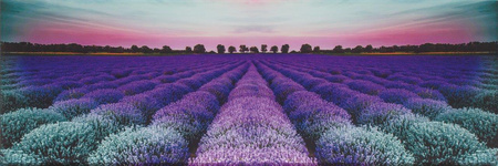 LAVENDER FIELD GLASS INSERTO 25X75