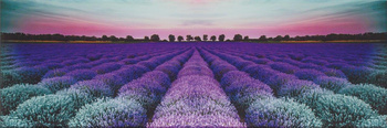 LAVENDER FIELD GLASS INSERTO 25X75